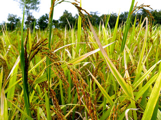 Glutinous rice in the rice field.