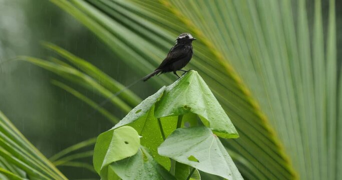 Long-tailed Tyrant - Colonia colonus bird in Tyrannidae, found in Argentina, Bolivia, Brazil, Colombia, Costa Rica, Ecuador, long tailed bird flying out and landing on the green bush during rain.