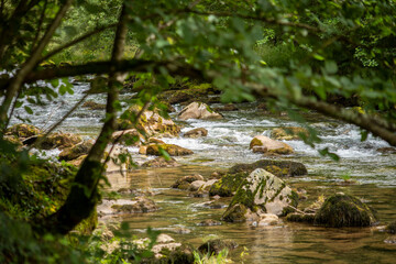 View of a flowing stream with rocks seen through the bushes
