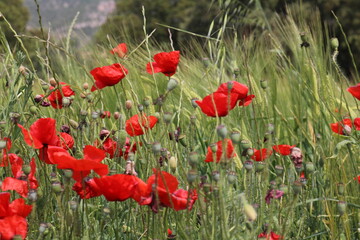 poppies in a meadow blowing in the breeze