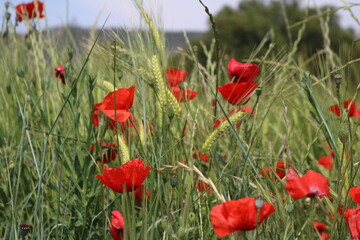 poppies in the breeze in a meadow