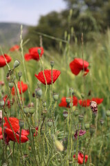 poppies in a meadow field