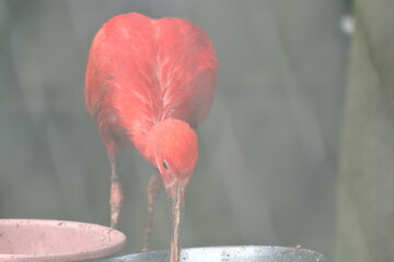 水を飲むショウジョウトキ