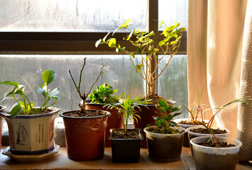 plants in pots on sill