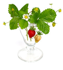 グラスに入れたワイルドストロベリー、ガーデニング用の背景素材