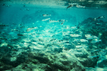 Naklejka na ściany i meble Fishes swimming underwater in sea