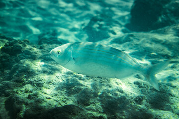 Obraz na płótnie Canvas Fish swimming underwater in sea