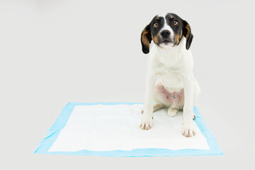 Puppy dog  sitting on a pee disposables pad training. Isolated on gray background © Sandra