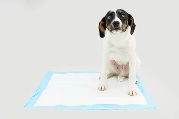 Foto op Canvas Puppy dog  sitting on a pee disposables pad training. Isolated on gray background © Sandra
