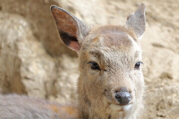 シカのクローズアップ
