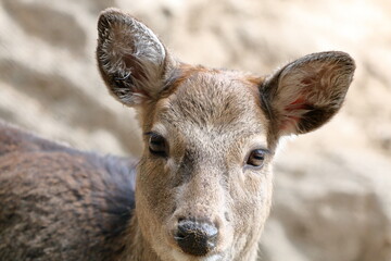 シカのクローズアップ