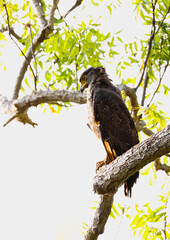 Crested Serpent Eagle