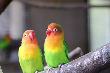インコが二羽