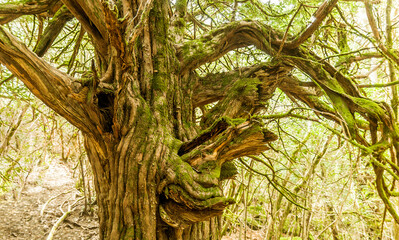 Trunk with lichens of an ancient yew tree in the forest of El Tejedelo, Teixedelo. Taxus baccata,...