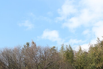 Fototapeta premium 青空