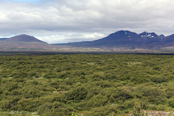 Vegetagion auf Lavafeldern im Nationalpark Thingvellir in Island