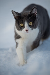 Domestic cat in winter landscape