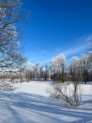 Snowy trees and bushes in the forest, white snow, blue sky, winter landscape 