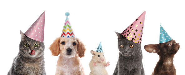 Cute pets with party hats on white background, collage. Banner design - obrazy, fototapety, plakaty