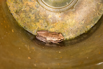 Small brown frog sitting in the bottom of a stained plastic rain gauge near Kuranda in Queensland, Australia
