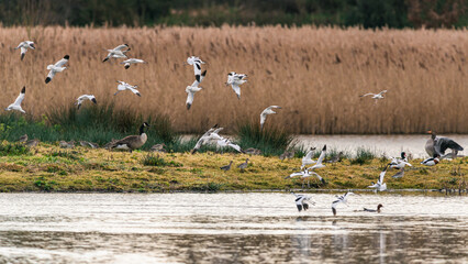 Pied Avocets in a flight over Marshland