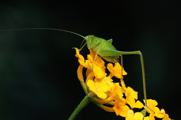 A young long-legged grasshopper is foraging in the bushes. This insect has the scientific name Mecopoda nipponensis.  - obrazy, fototapety, plakaty