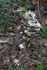 Small white fungi on forest floor newar Kuranda in Tropical North Queensland, Australia