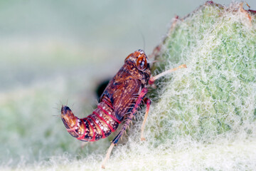 Japanese leafhopper, Mosaic leafhopper - Orientus ishidae. Larva - a nymph sitting on a leaf.