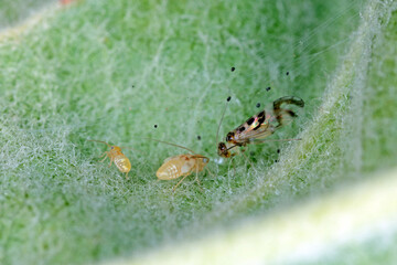 Barkfly Psocoptera crawl on green plants with high magnification. Adult and larvae on leaf beneath...