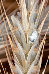 Rye grains eaten out of the log by pests.