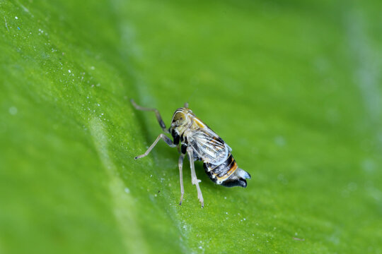 Male of Dicranotropis hamata is a planthopper from the family Delphacidae on leaf.