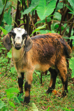 Brown agouti pygmy goat standing side ways with head turned and looking to camera