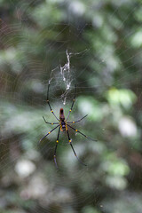Female golden-orb spider in its  web near Kuranda in Tropical North Queensland, Australia