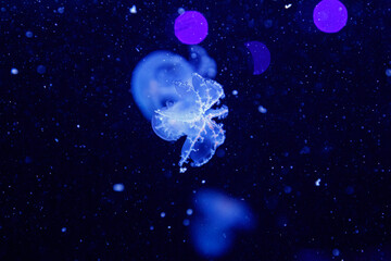 Naklejka na ściany i meble macro of a beautiful jellyfish stomolophus meleagris