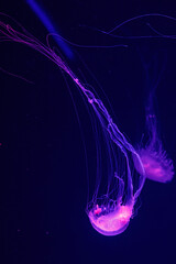 macro of a beautiful jellyfish chrysaora quinquecirrha