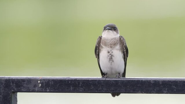 Large swallow brown-chested martin, progne tapera with distinctive brown band across chest, standing on lakeside metal barricade, facing the camera and wonder around.