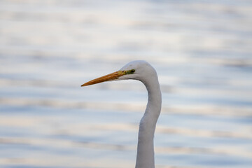 great heron