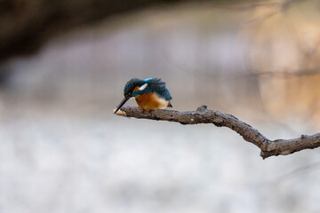 Kingfisher is aiming a fish.