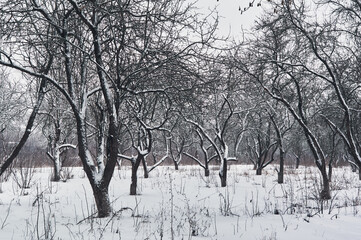 Old apple orchard, large garden covered with fresh snow, snow lies on the branches of fruit trees and on the ground, winter landscape in the countryside