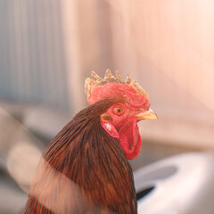 Portrait of a red rooster with a red scallop in the sunlight. Selective focus