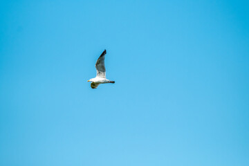 Single seagull flying in the sky in Ireland