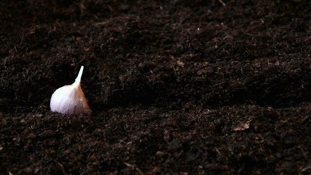 How to plant garlic in the ground. Planting organic garlic seeds by farmers. Farmer's gloved hand planting garlic 
