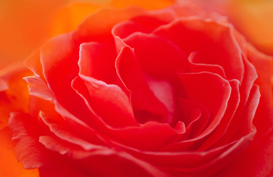 Close up macro photo of a deep red rose background. mother's day, valentine day
