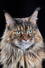 Fototapeta na wymiar Studio portrait large Maine Coon cat isolated on black background