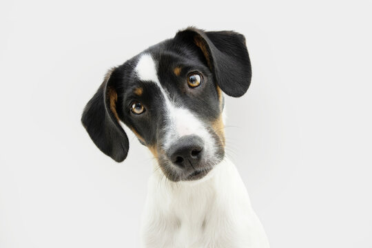 Portrait puppy dog tilting head side. Isolated on gray white background