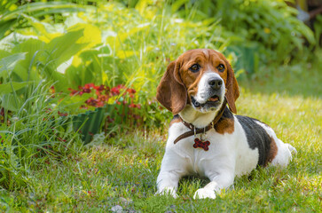 English beagle, hunting dog, lying on the lawn