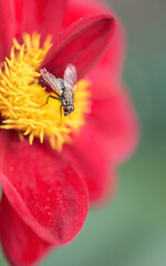 Black striped fly on a flower