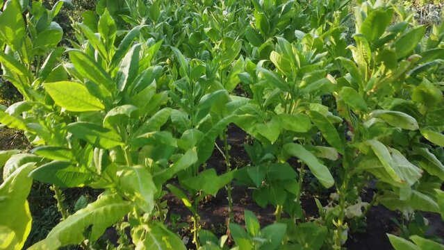 Planting of flowering tobacco on field, top view