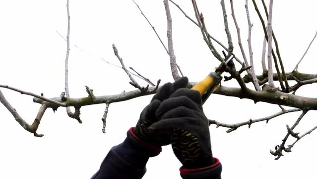 4k video. A gardener is pruning a tree. Small secateurs or gardening scissors - branch cut tool. Side view. The man hands are cutting off a twig close-up. Garden care. Cold season. Seasonal work. DIY.