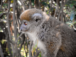 Casual Lemur Sitting on a Branch